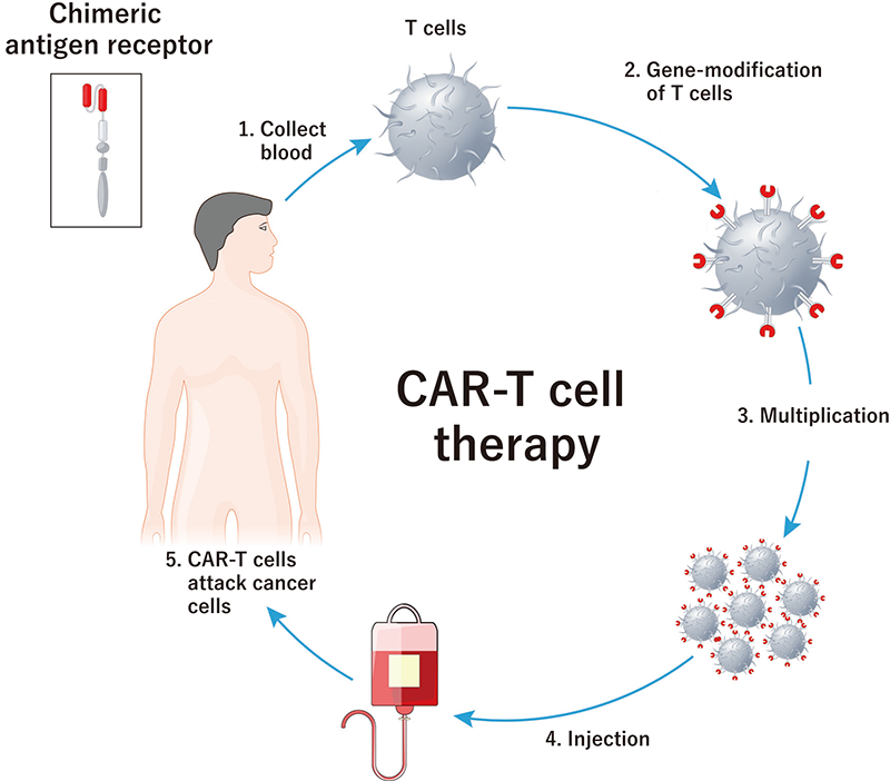 how long can you live with stage 4 liver cancer untreated