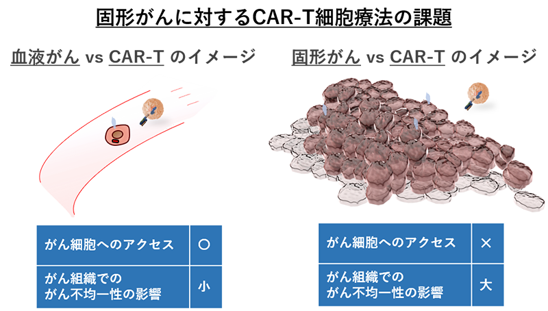 固形がんに対するCAR-T細胞療法の課題