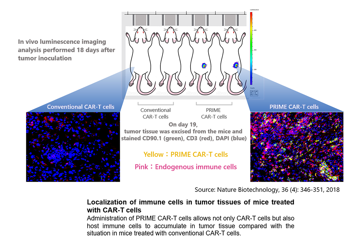 T_cell_infiltration_Tumor_2023_5.png