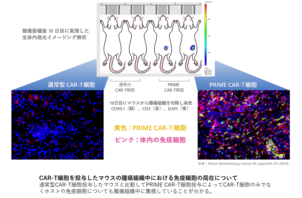 T_cell_infiltration_Tumor_2023_5.png