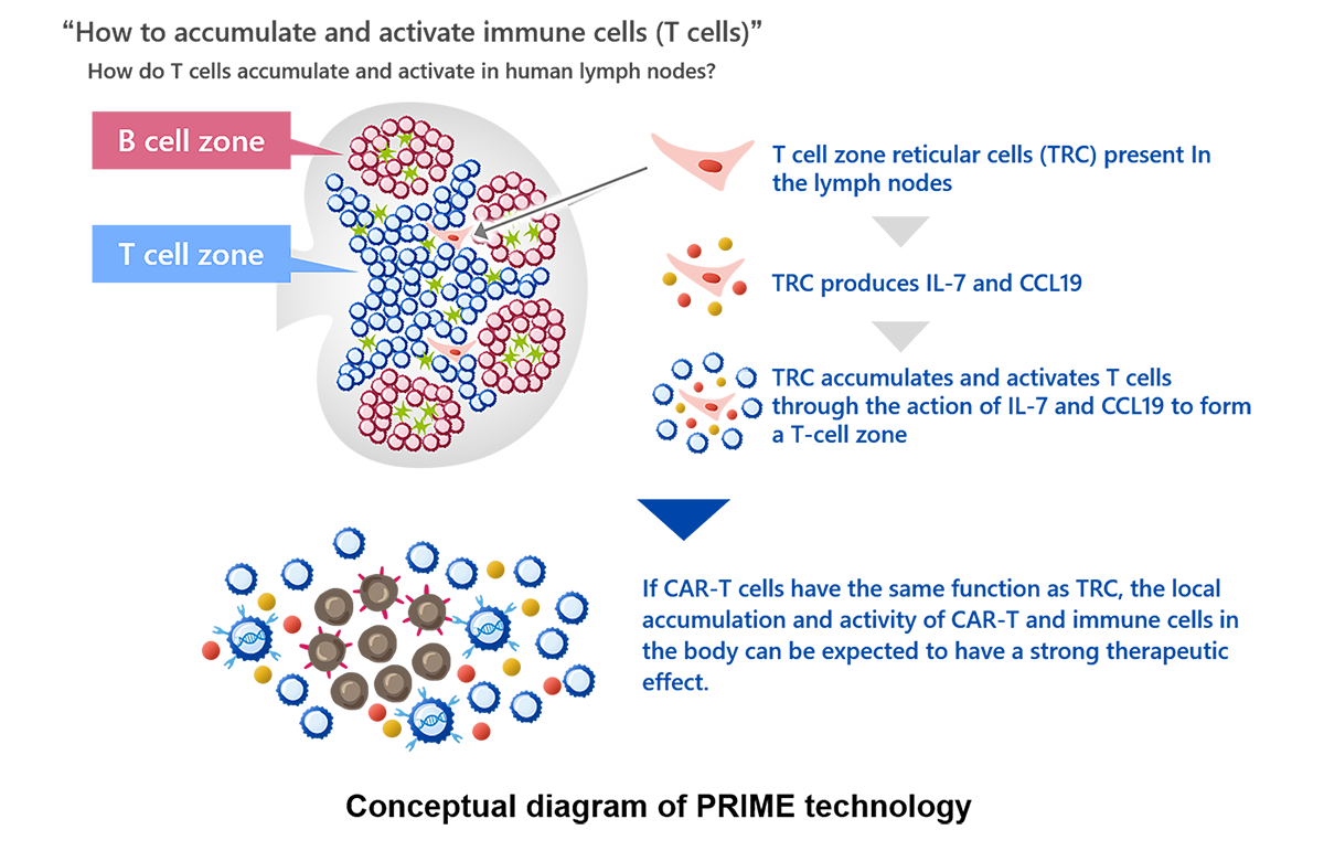 T_cell_zone_2023_4.png