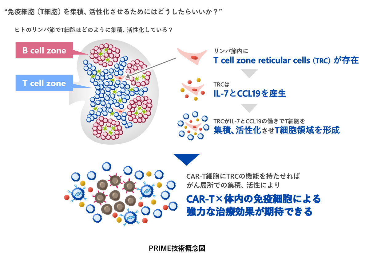 T_cell_zone_2023_4.png